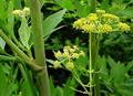 levisticum officinale